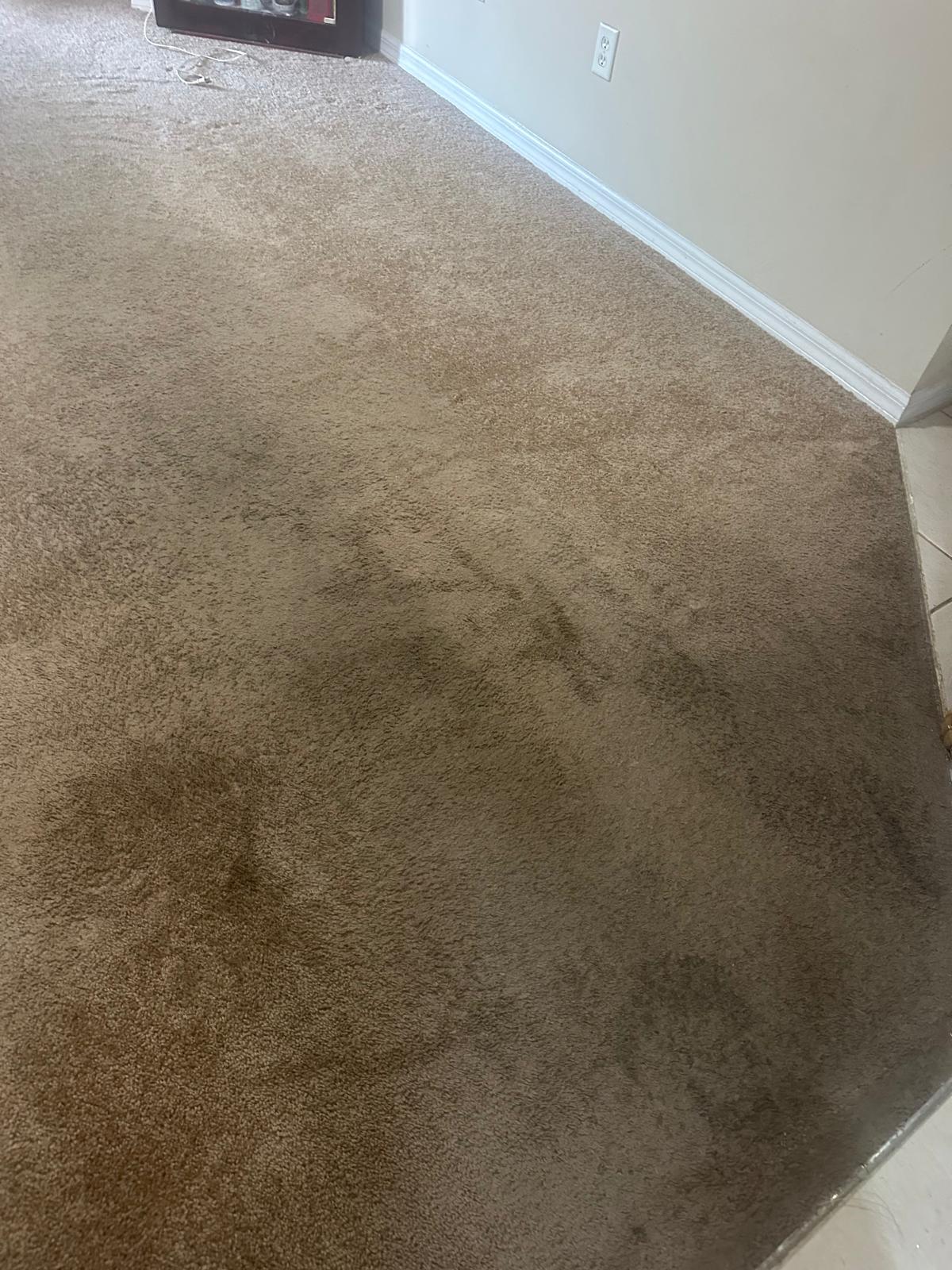 Carpet cleaning